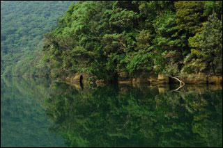 Jungle River