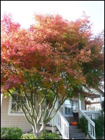 maple